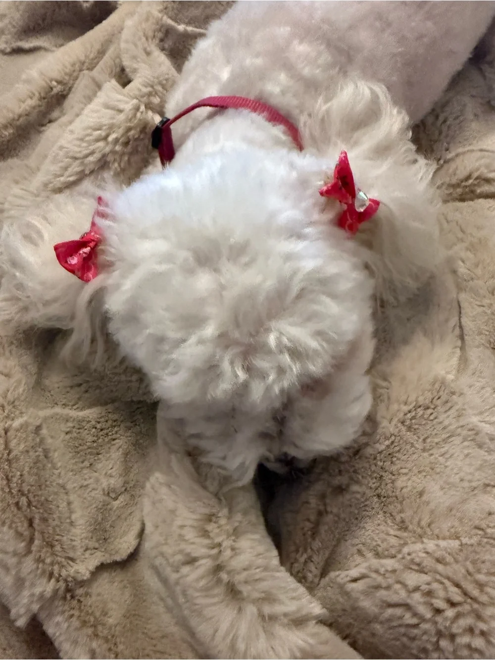 Dog (bundle of 8) Hand Crafted Necktie, Bow with Blue and Mini Bows